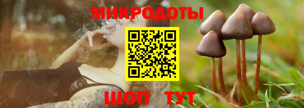 Галлюциногенные грибы Psilocybine cubensis Сыктывкар